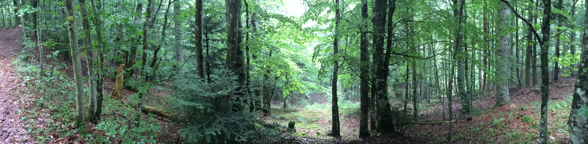 cours de yoga et séances de coaching bien-être à Surzur